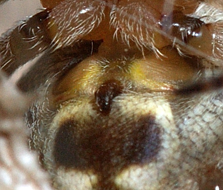 Neoscona subfusca